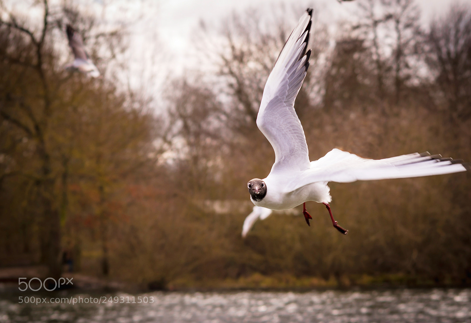 Nikon D5500 sample photo. Curious gull photography