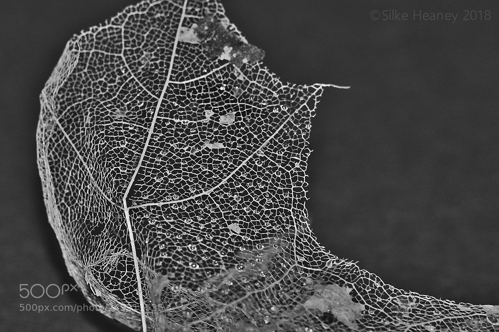 Nikon D3300 sample photo. Skeleton leaf i photography