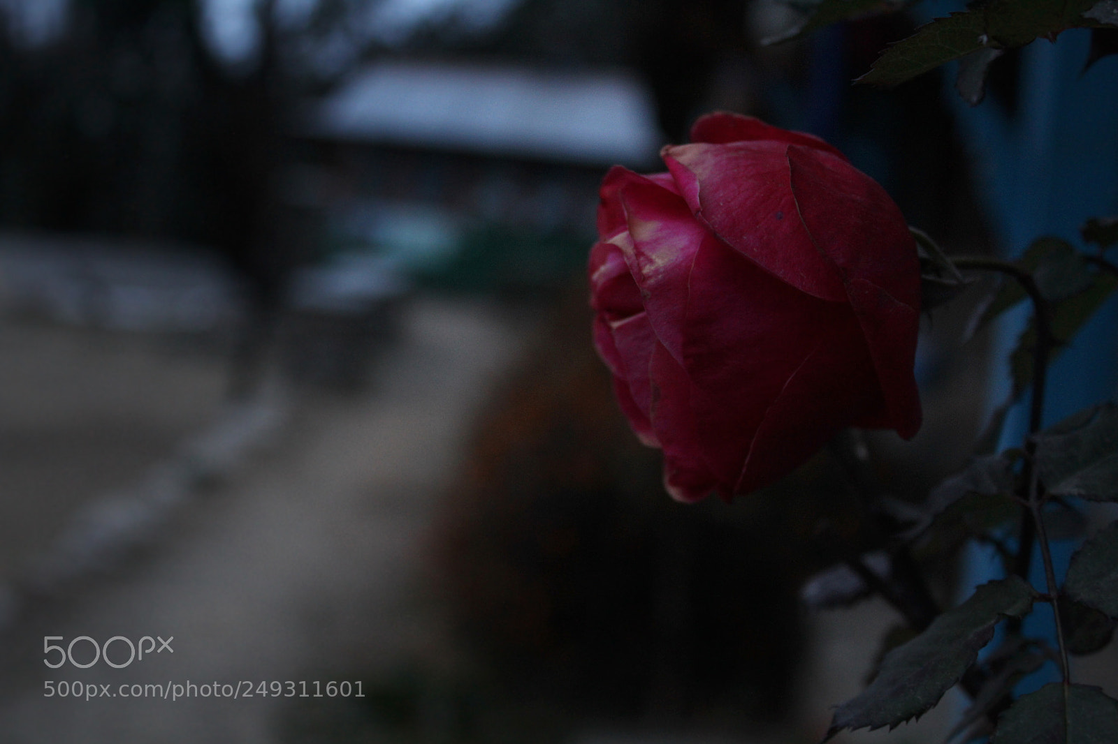 Canon EOS 1200D (EOS Rebel T5 / EOS Kiss X70 / EOS Hi) sample photo. Love looked good on photography