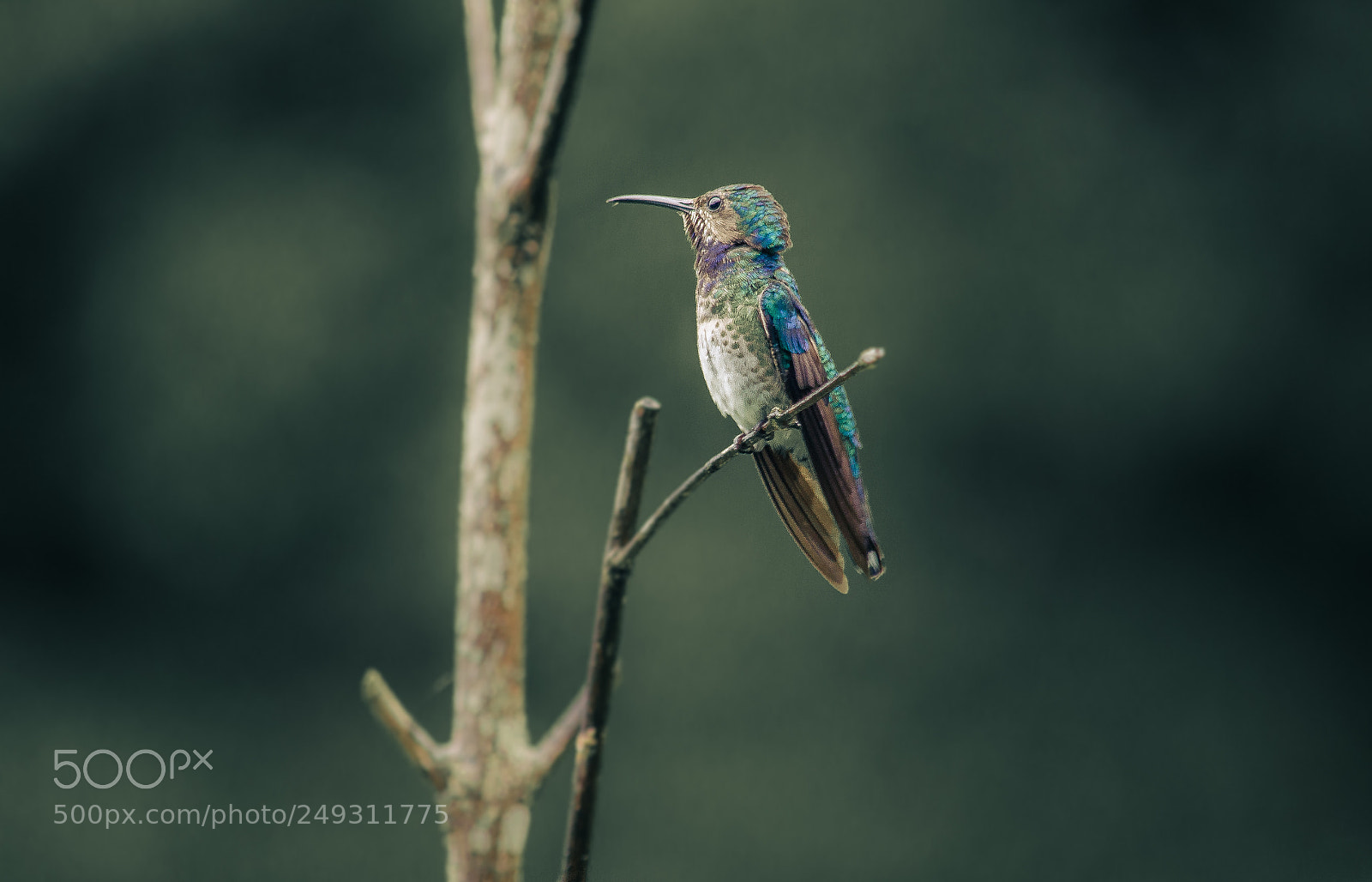 Nikon D5100 sample photo. Hummingbird photography
