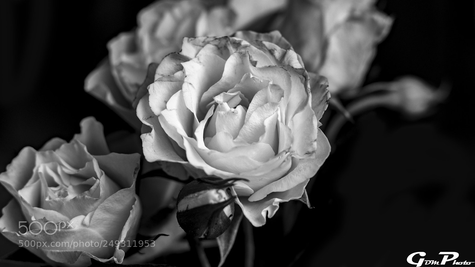 Canon EOS 80D sample photo. B&w roses photography