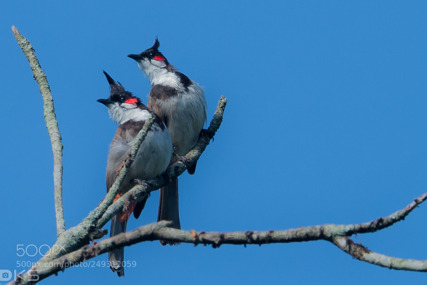 Nikon D610 sample photo. Pair photography