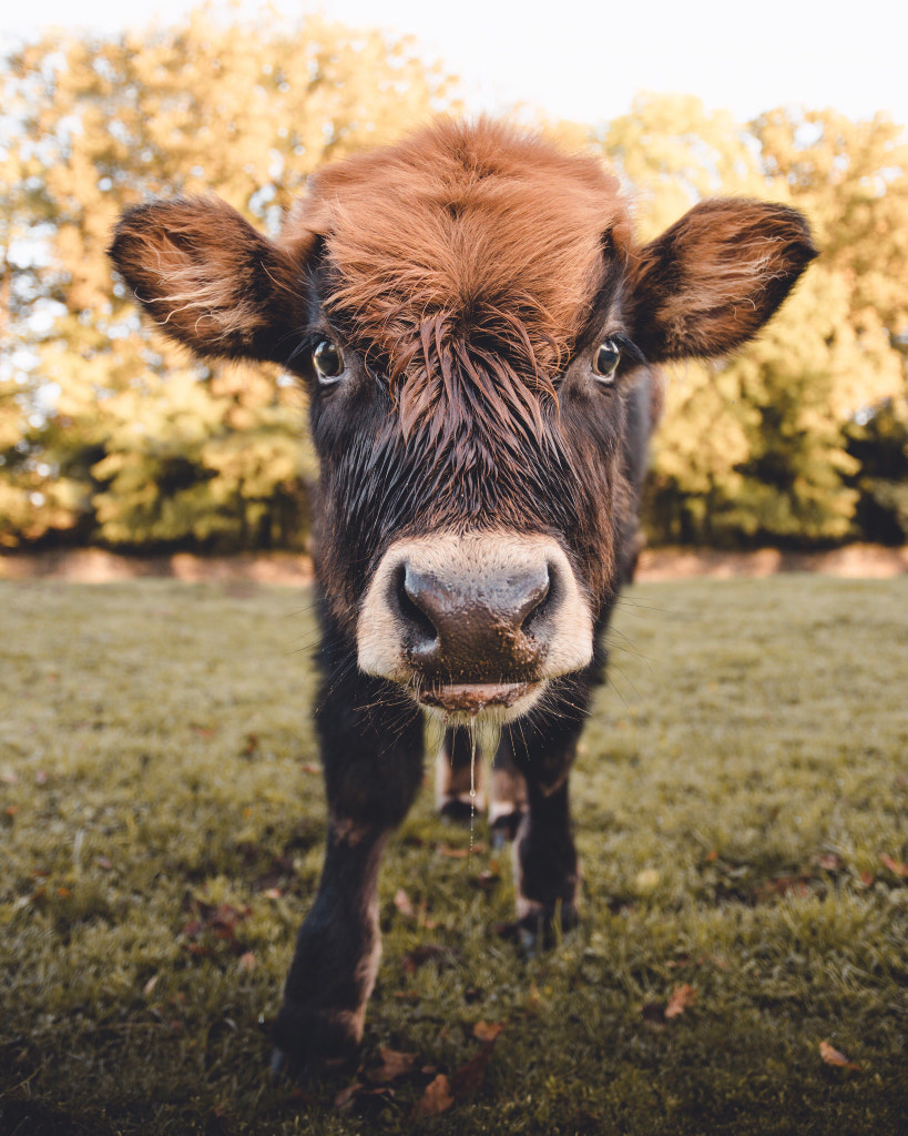 „Oh look! A tiny human on the grass.“ by Nora Görlitz on 500px.com