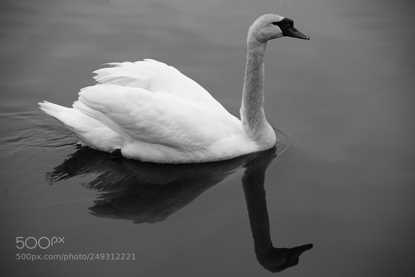 Canon EOS 5D sample photo. Swan photography