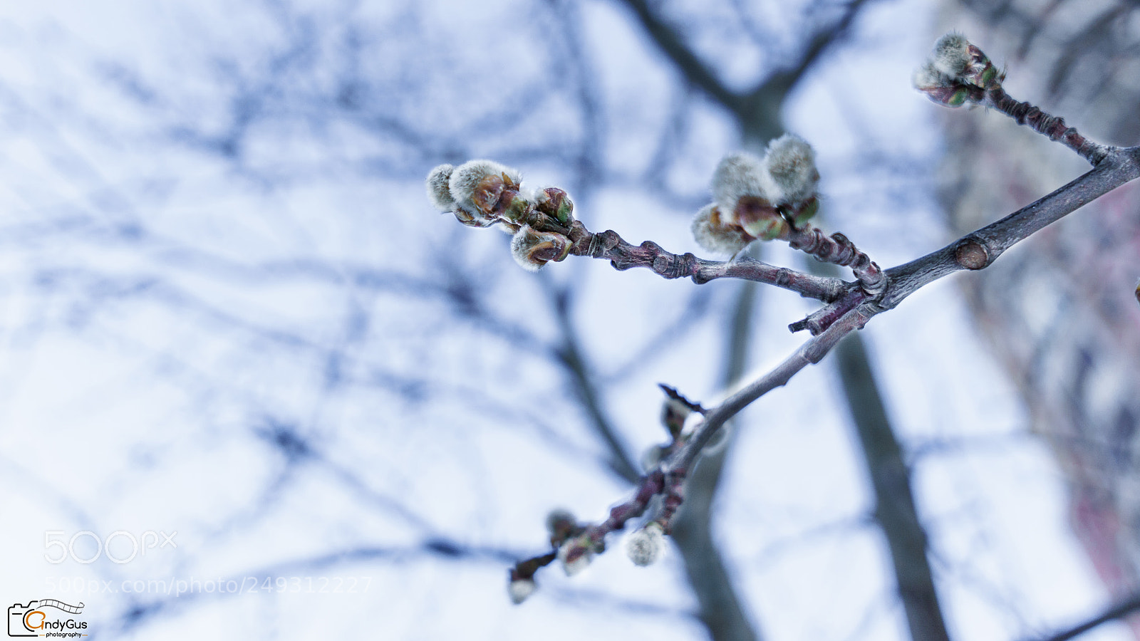Sony a6000 sample photo. Spring close photography