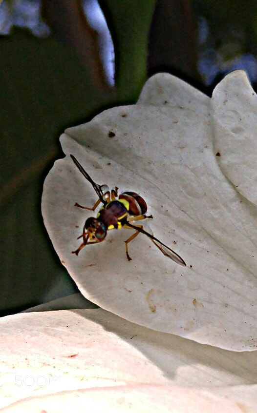 LG G4 sample photo. Bee photography