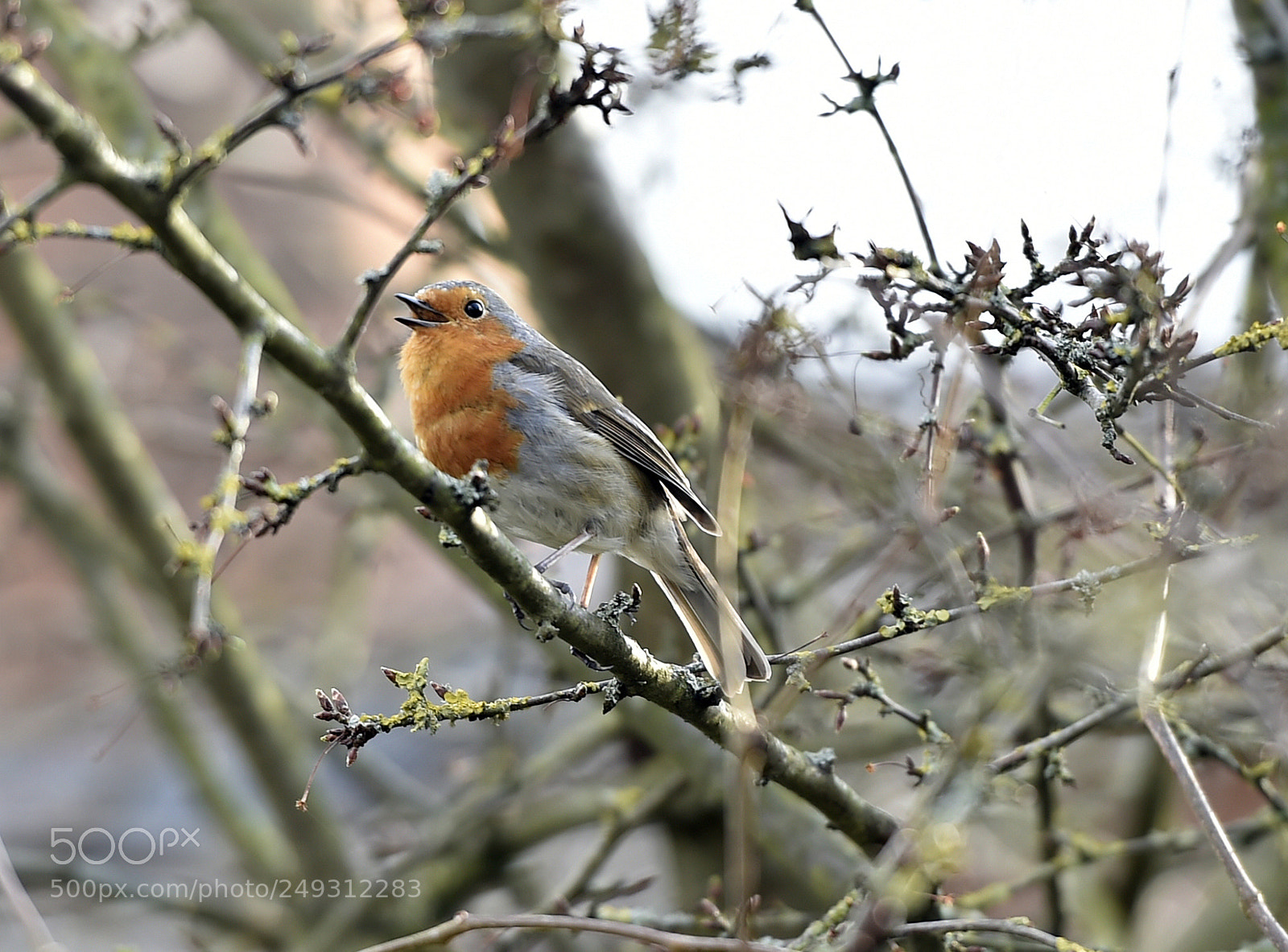 Nikon D4S sample photo. Robin singing in the photography