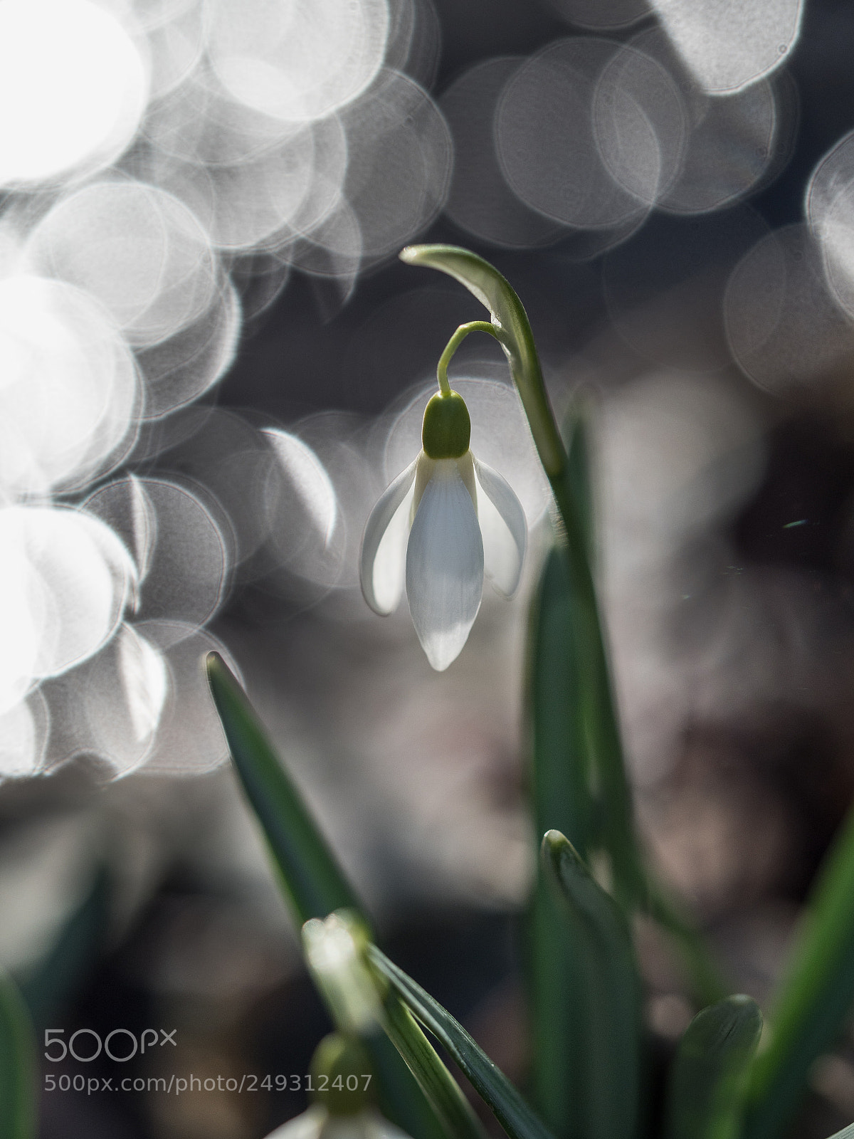 Olympus OM-D E-M1 Mark II sample photo. First spring photography