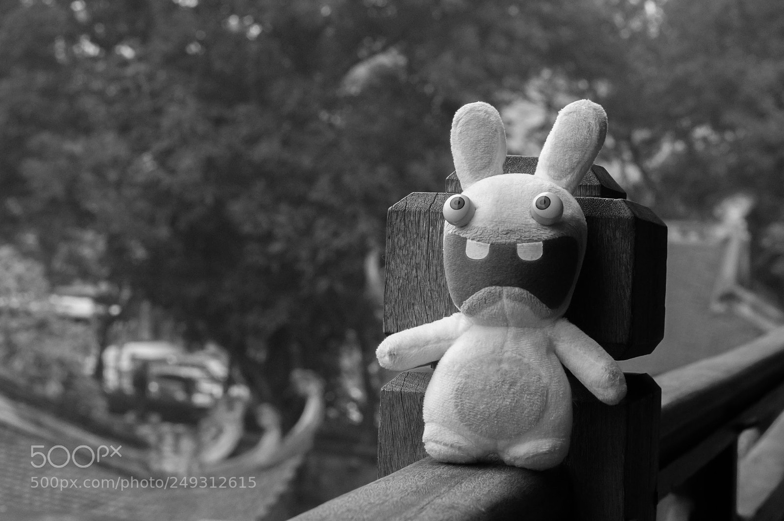 Nikon D5000 sample photo. Fearful bunny photography