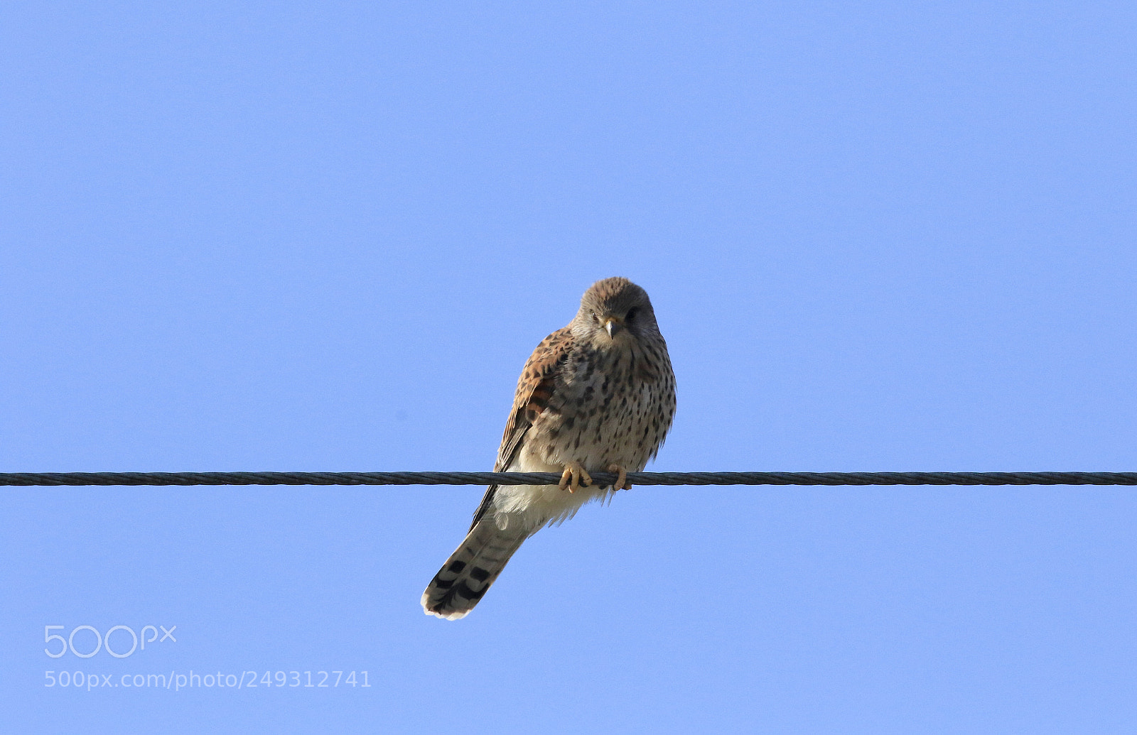 Canon EOS 7D Mark II sample photo. Kestrel also lives nearby photography