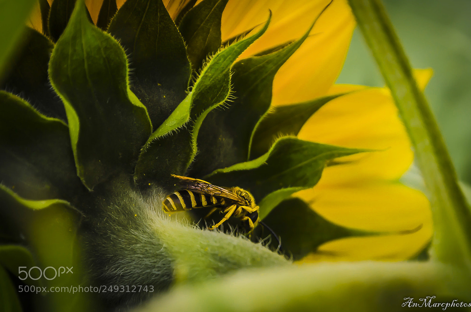 Nikon D7000 sample photo. Des fleurs et des photography