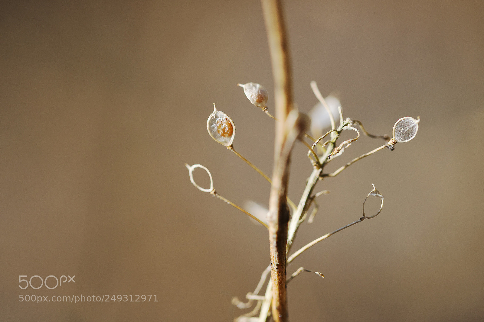 Canon EOS 6D Mark II sample photo. The beauty of nature photography