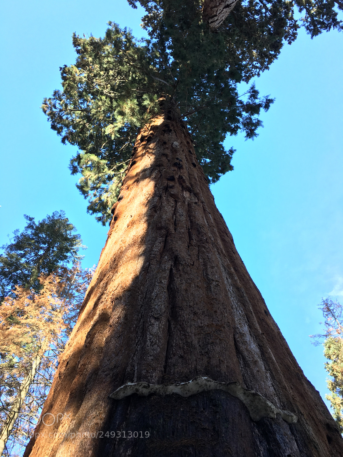 Apple iPhone 6s Plus sample photo. Sequoia photography