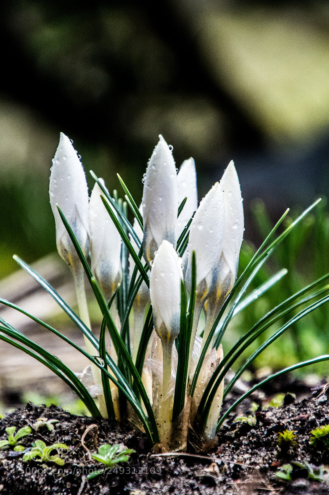 Nikon D7100 sample photo. Crocus photography