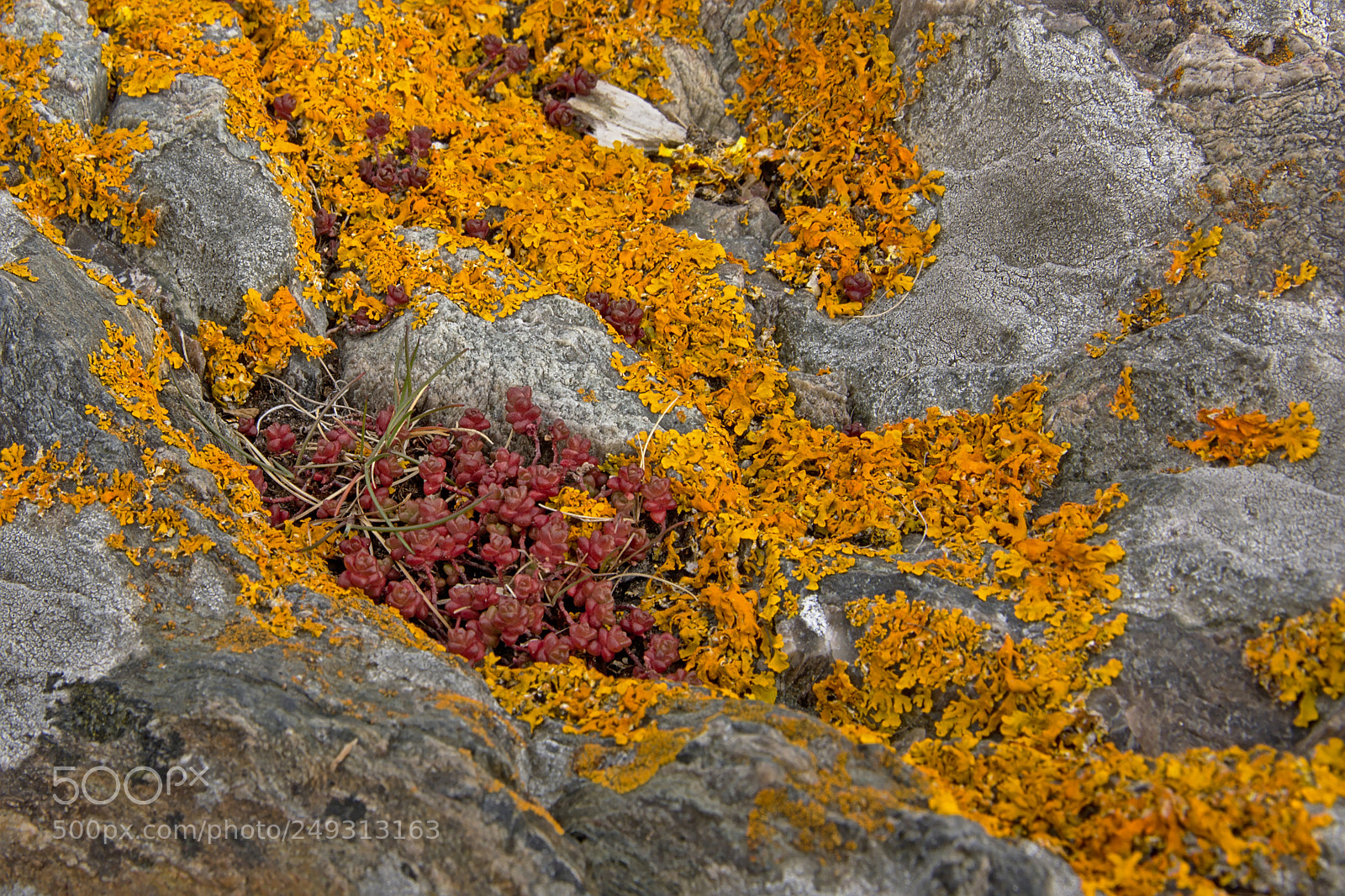Nikon D5200 sample photo. Rock with lichen photography