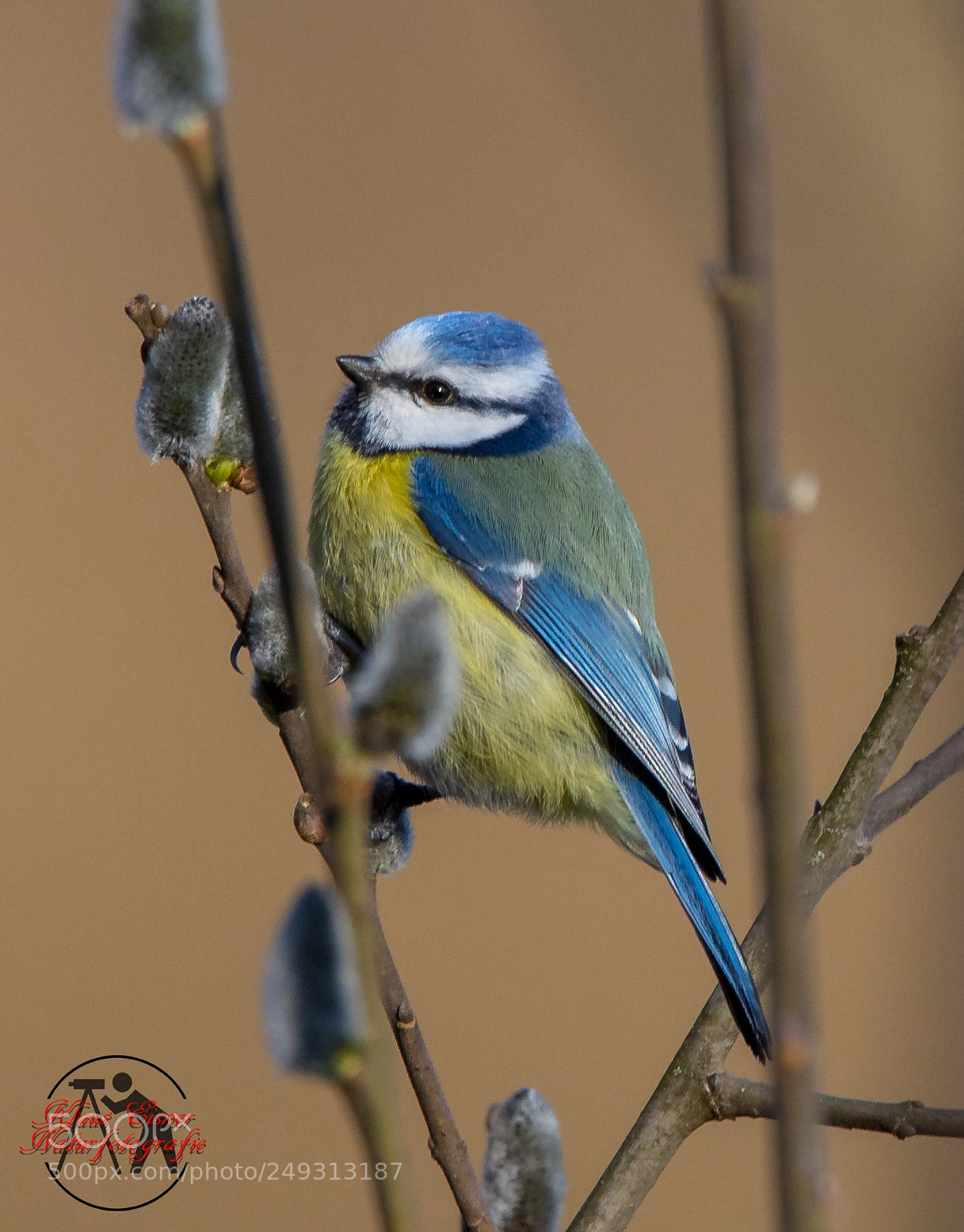 Canon EOS 5D Mark IV sample photo. Blaumeise eurasian blue tit photography