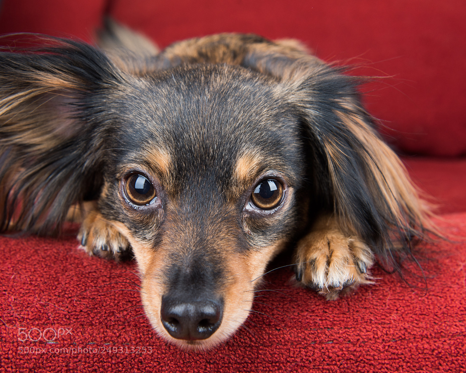 Nikon D810 sample photo. Drp photography