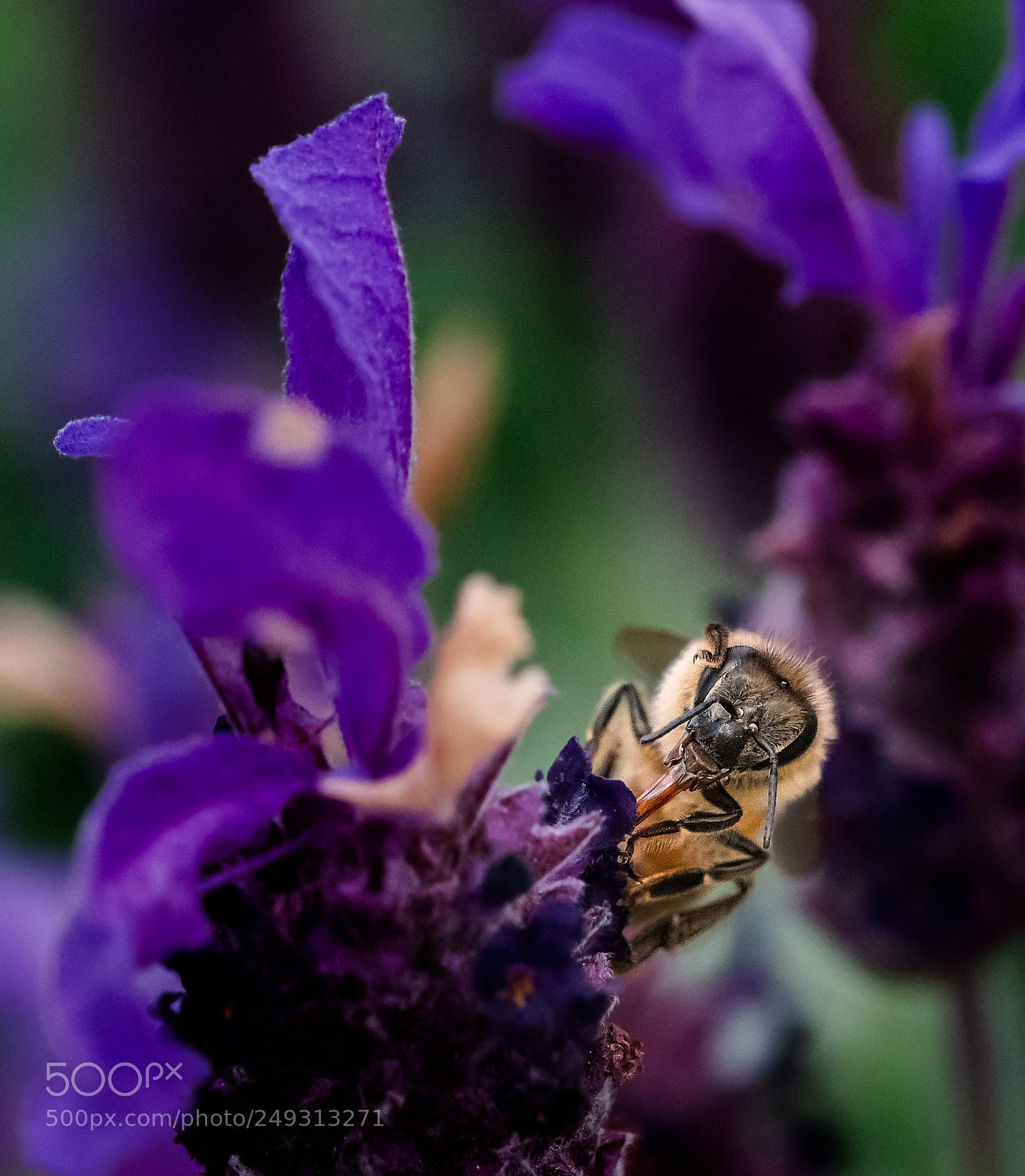 Nikon D810 sample photo. Un-beelieveable photography
