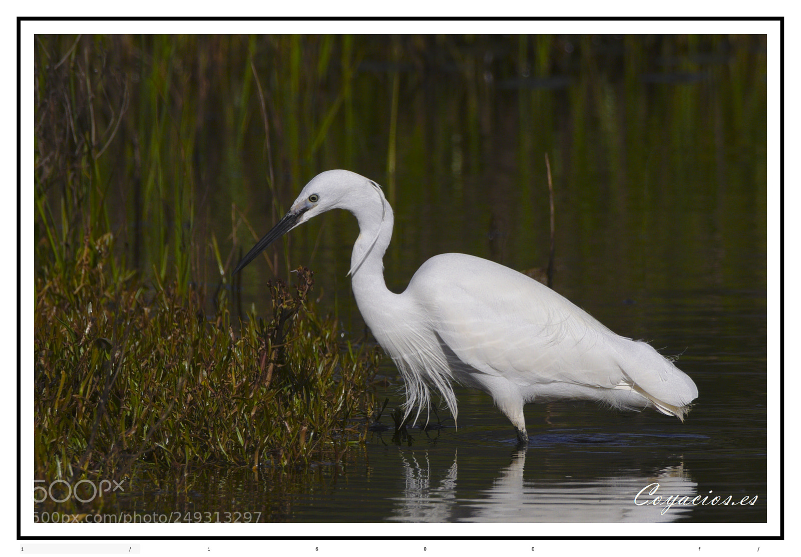 Canon EOS 7D Mark II sample photo. Garceta com n egretta photography