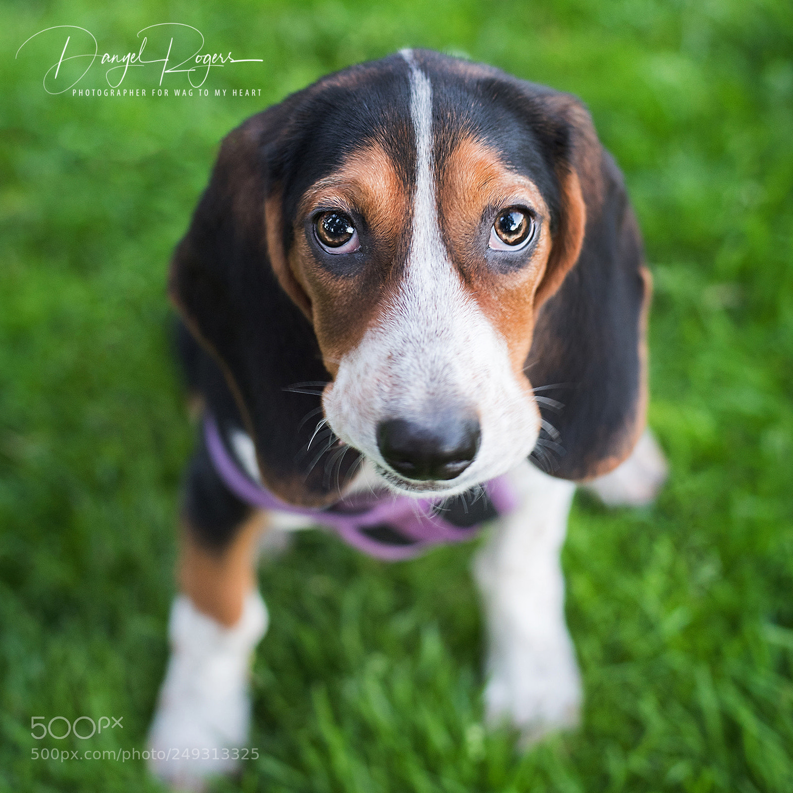 Nikon D810 sample photo. Drp photography