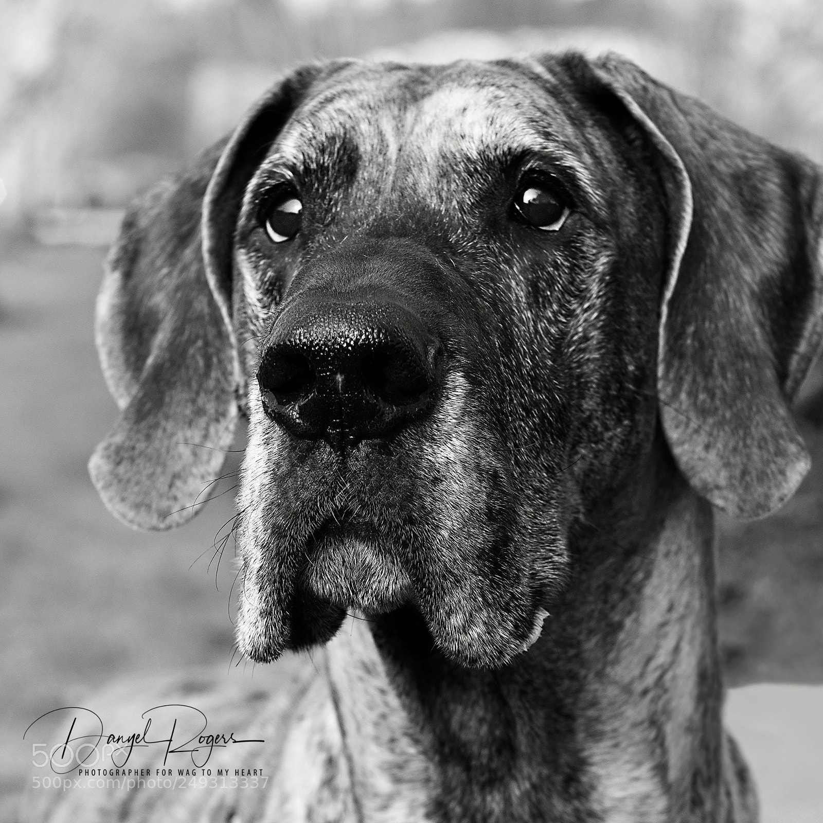 Nikon D810 sample photo. Bw photography
