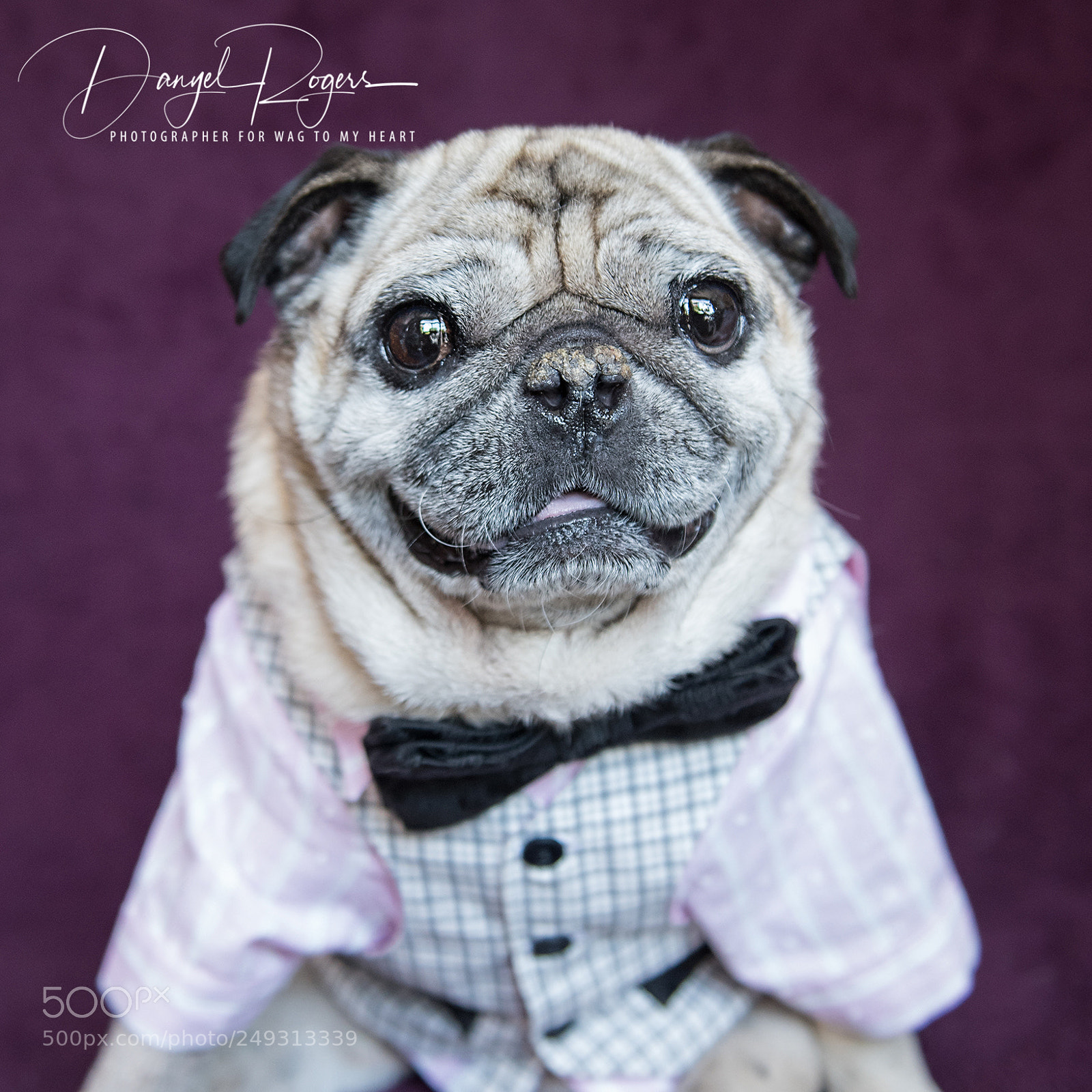 Nikon D810 sample photo. Drp photography