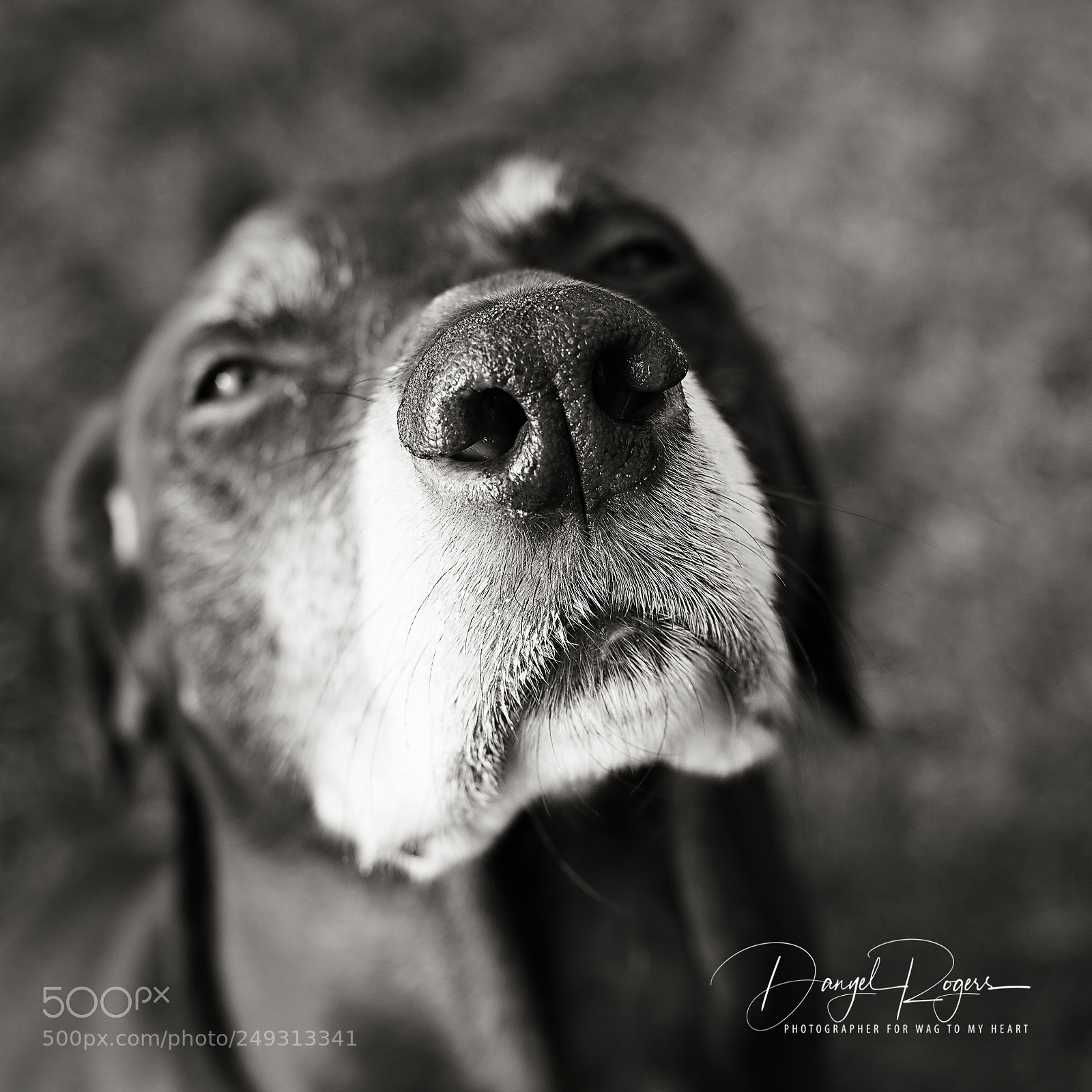 Nikon D810 sample photo. Bw photography