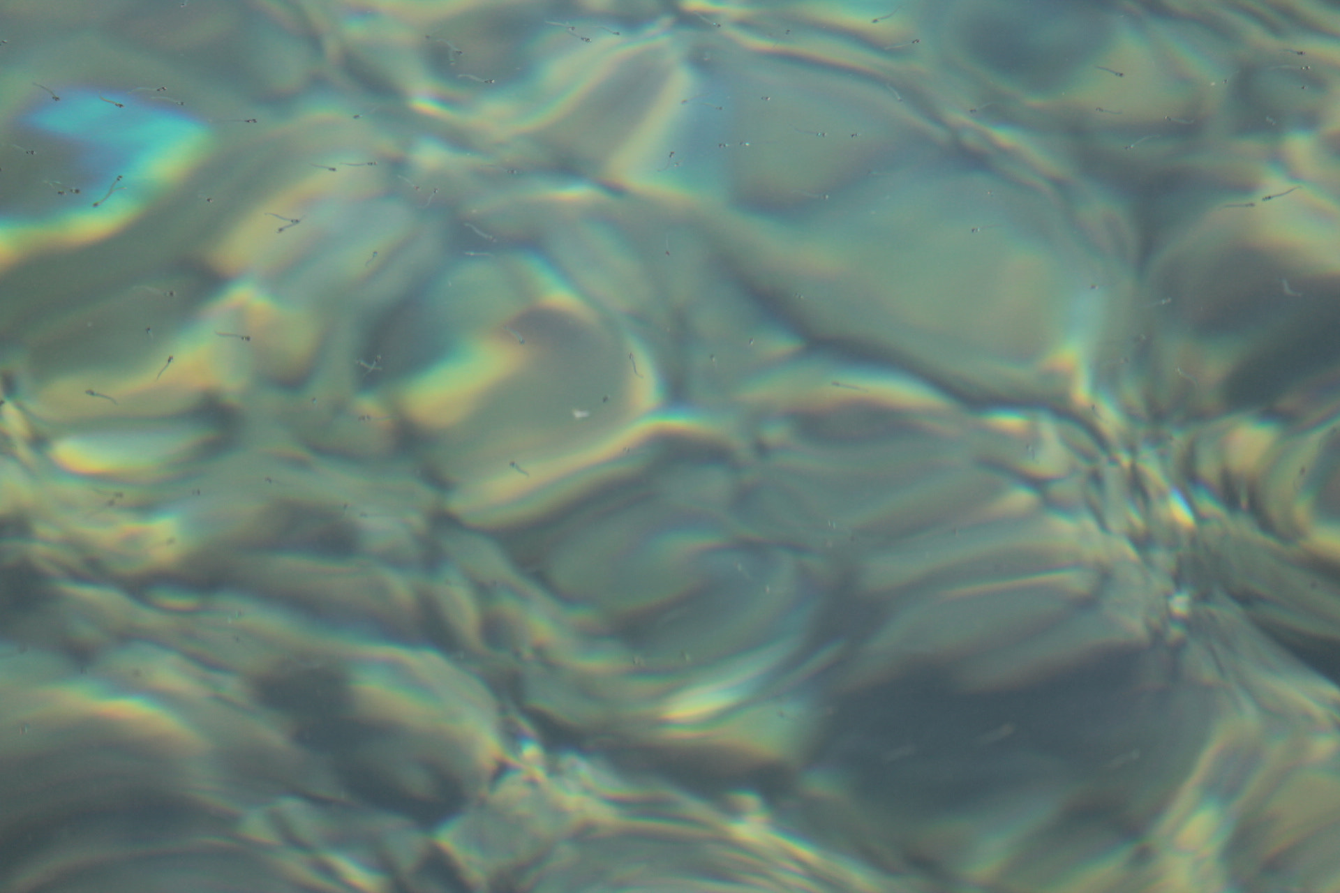 Canon EF-S 55-250mm F4-5.6 IS STM sample photo. Underwater photography