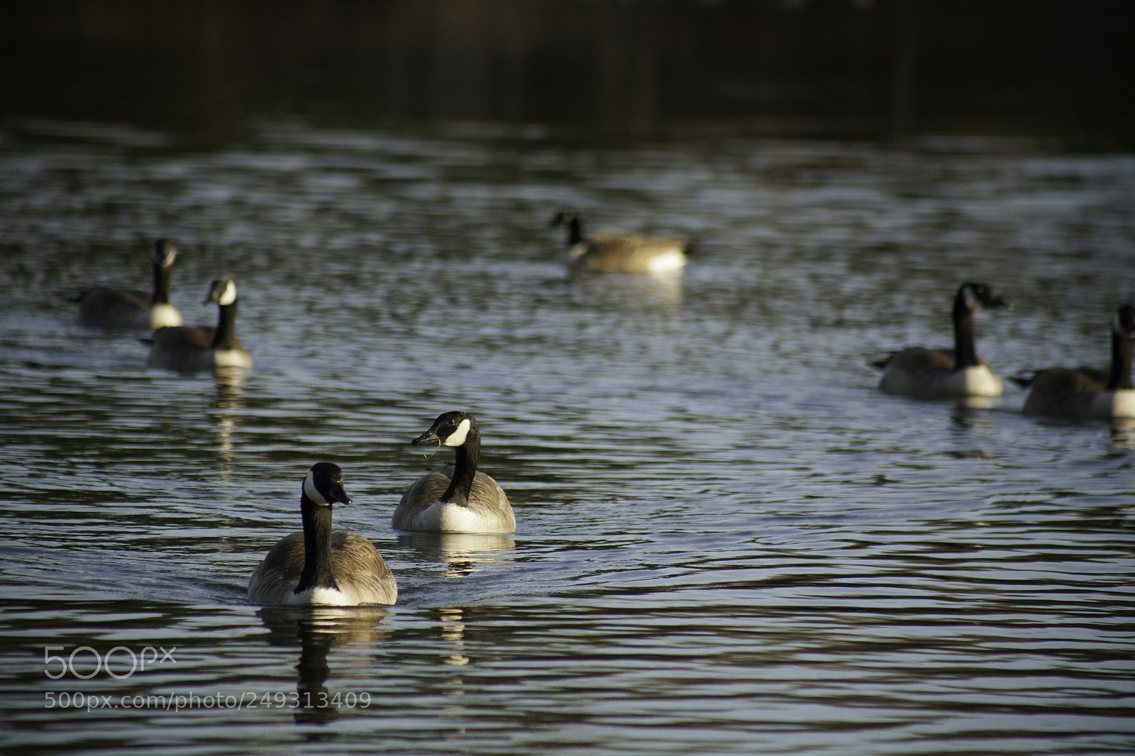Canon EOS 5D sample photo. Geese photography