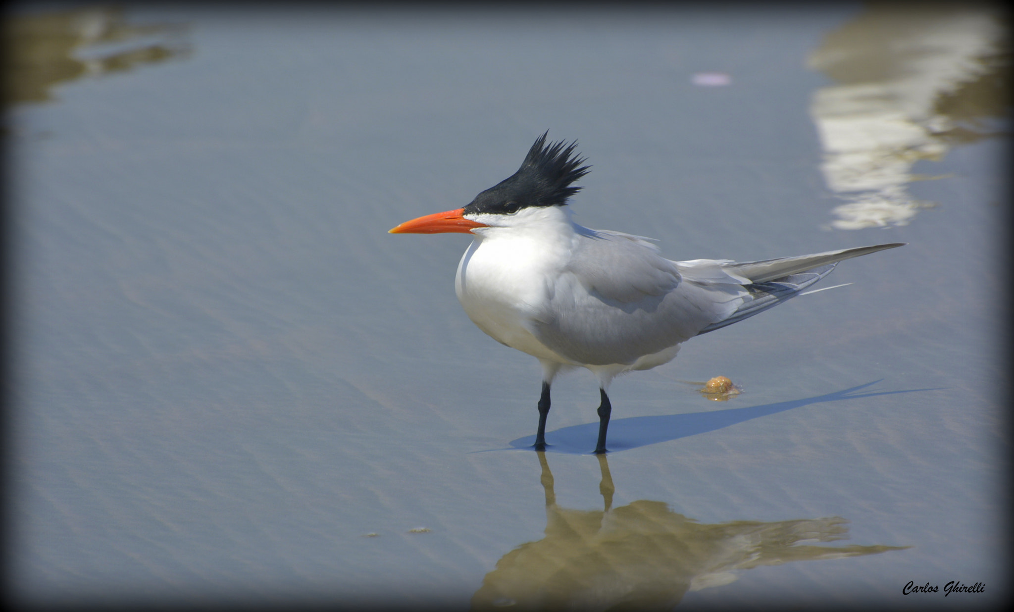 Nikon D5200 sample photo. Birds of brazil.- trinta réis real (thalasseus mai photography
