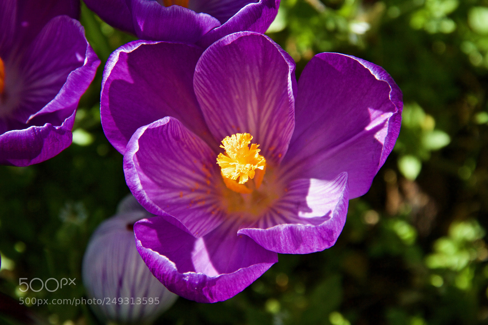 Canon EOS 7D sample photo. Crocus photography