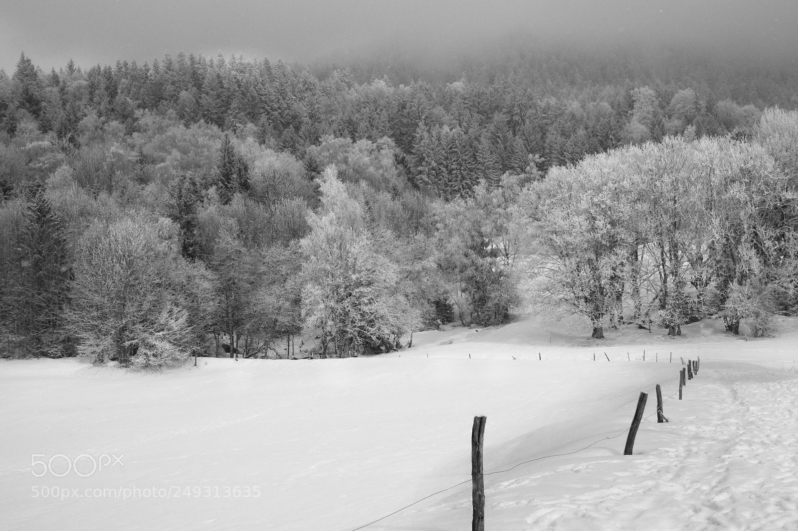 Nikon D5300 sample photo. Savoie photography