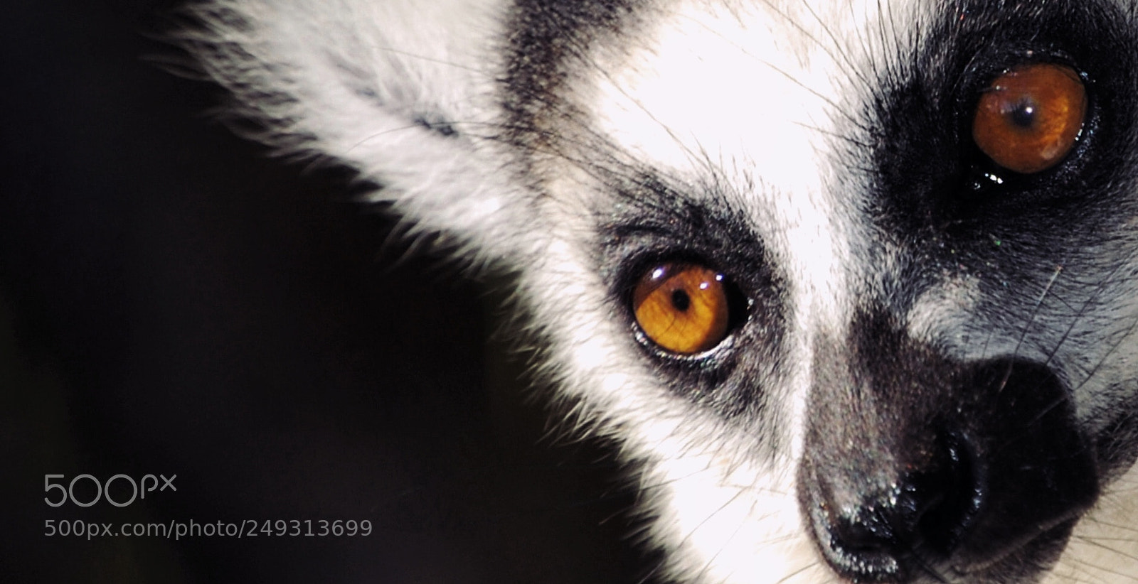 Nikon D40X sample photo. Eyes photography