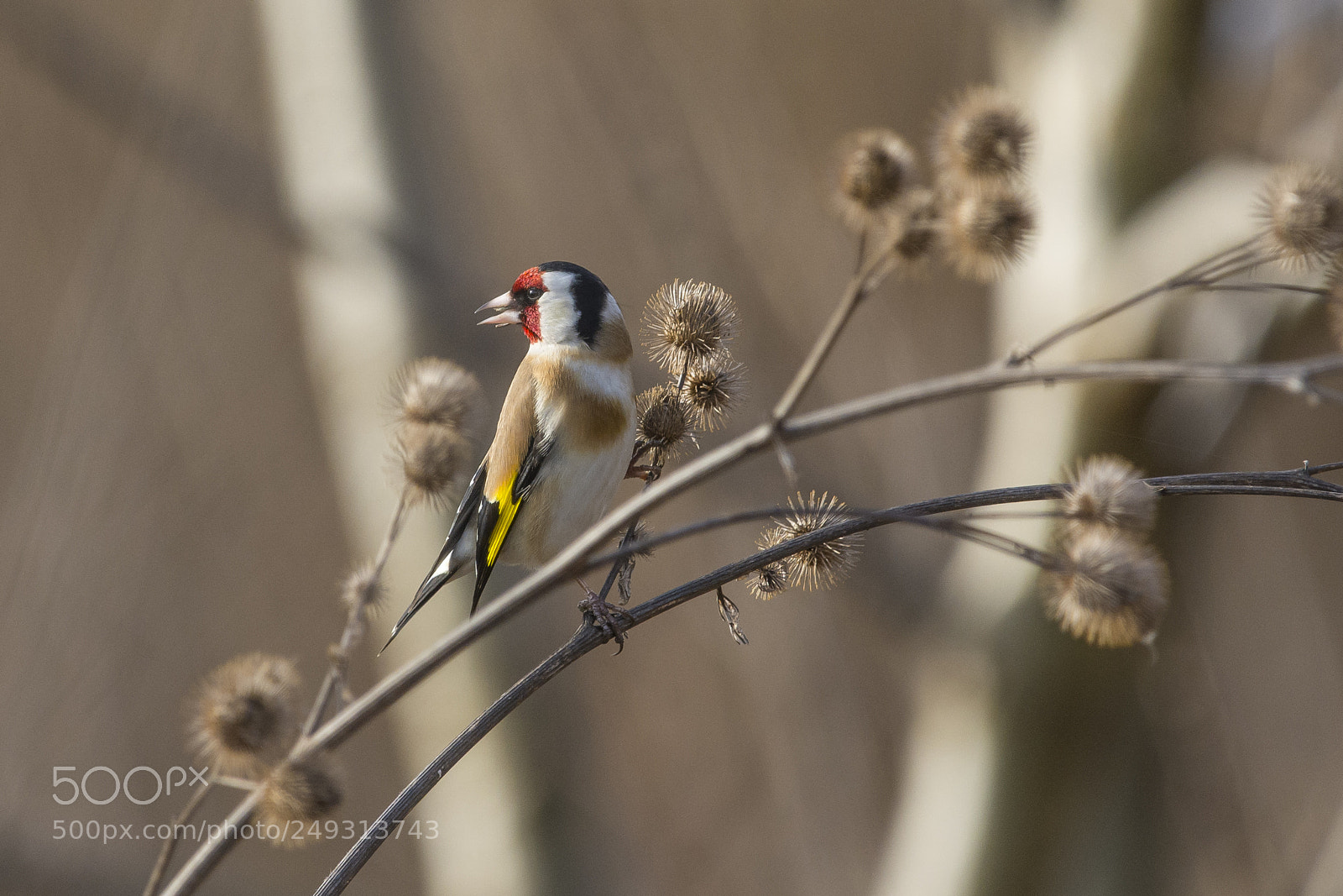 Nikon D7100 sample photo. European goldfinch photography