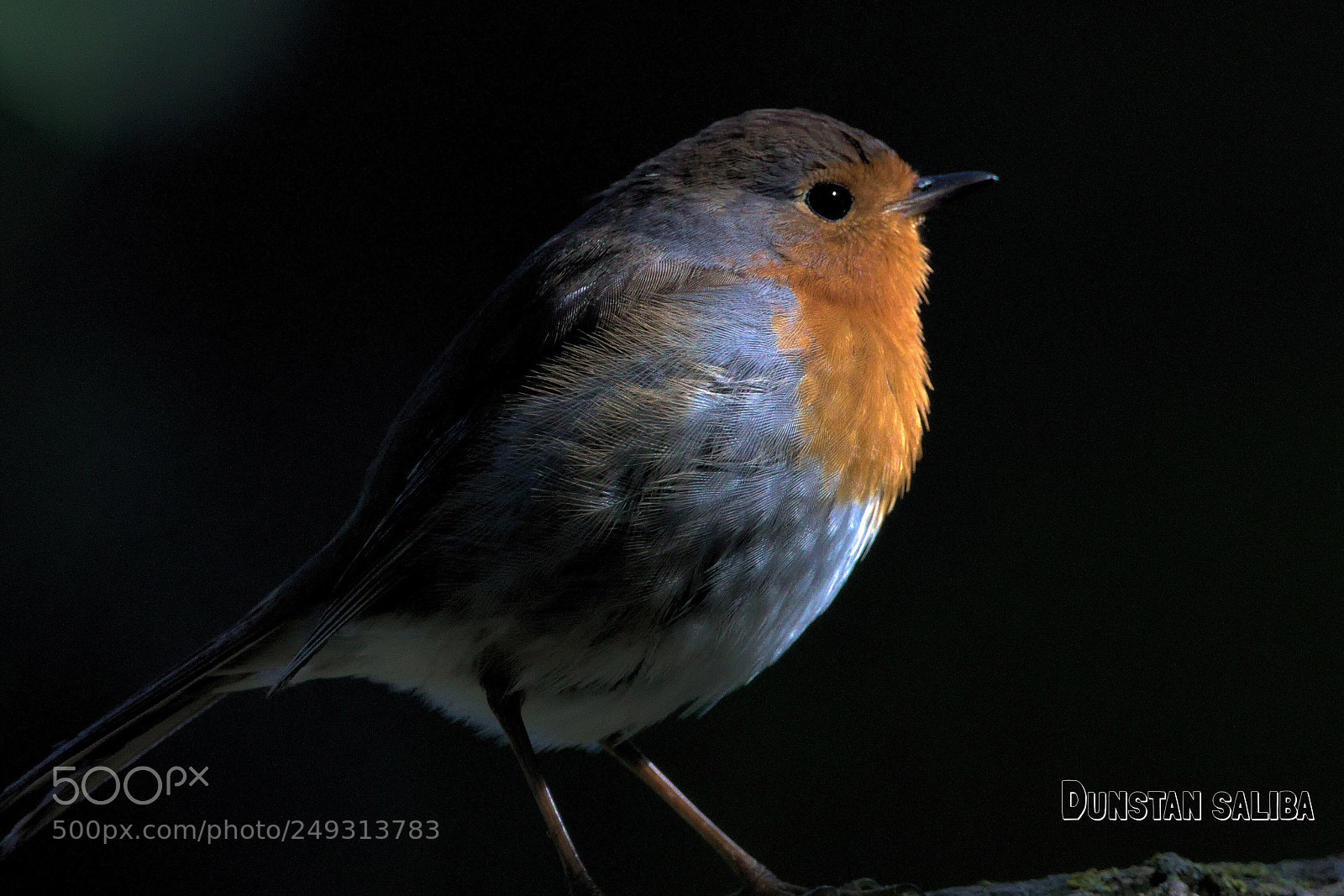Canon EOS 80D sample photo. Robin in the dark.. photography