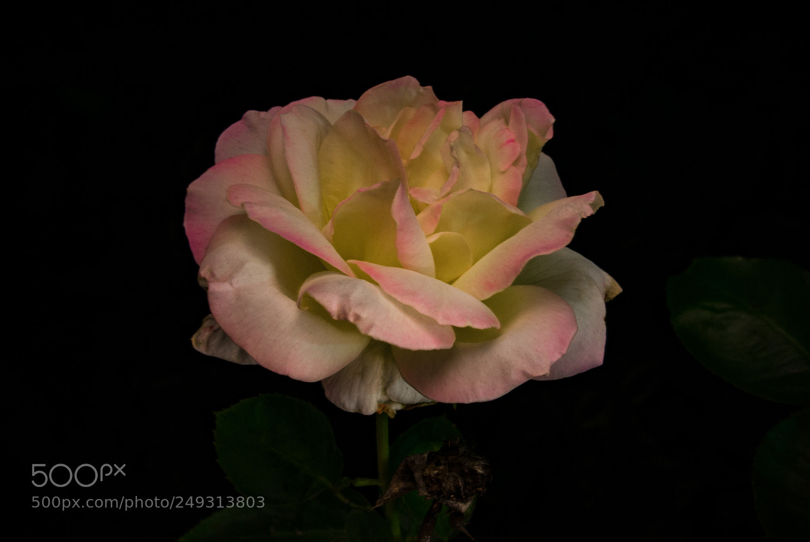 Pentax K10D sample photo. Poetry rose light painting photography