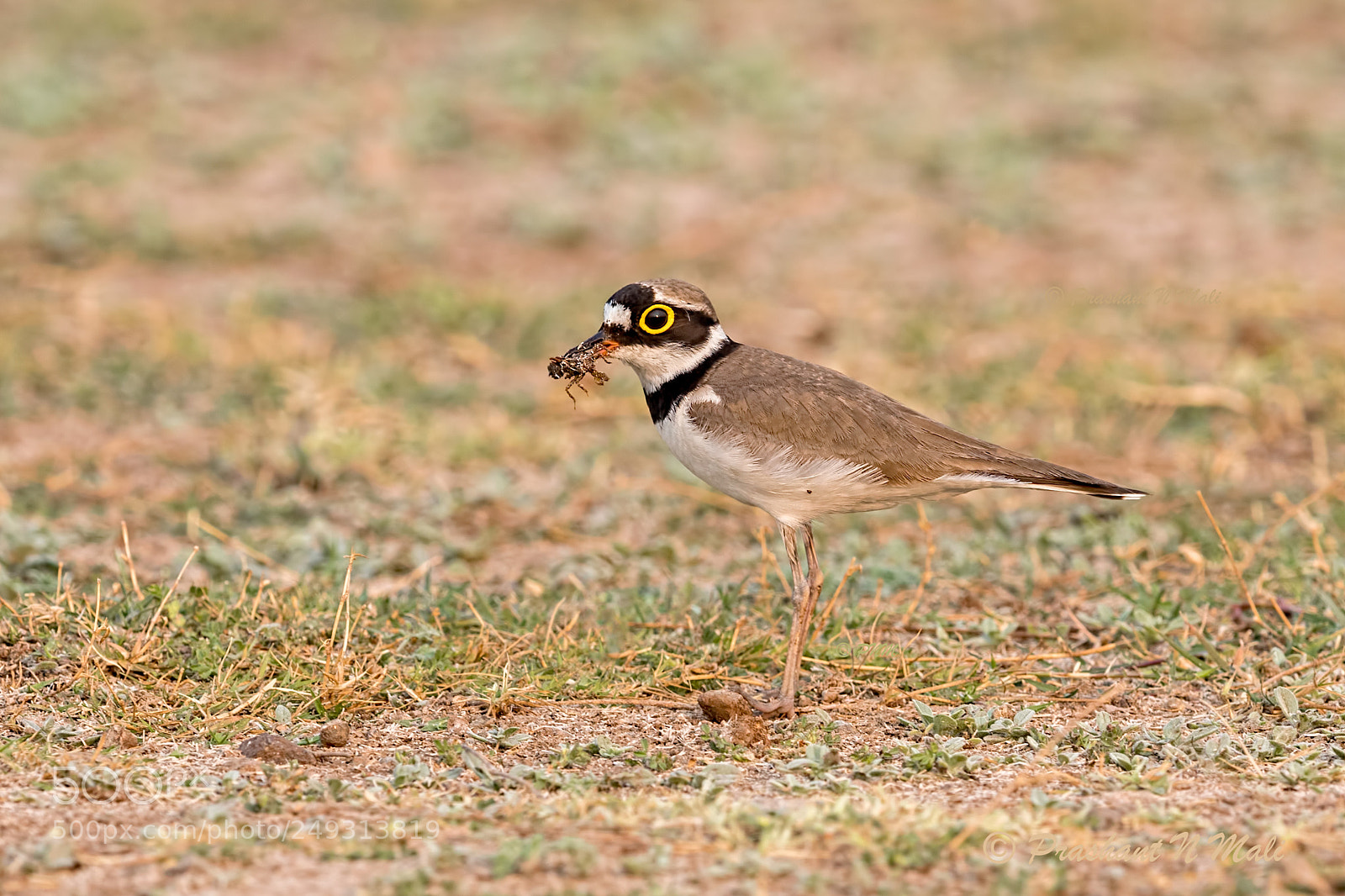Canon EOS 5D Mark IV sample photo. Little ringed plover photography