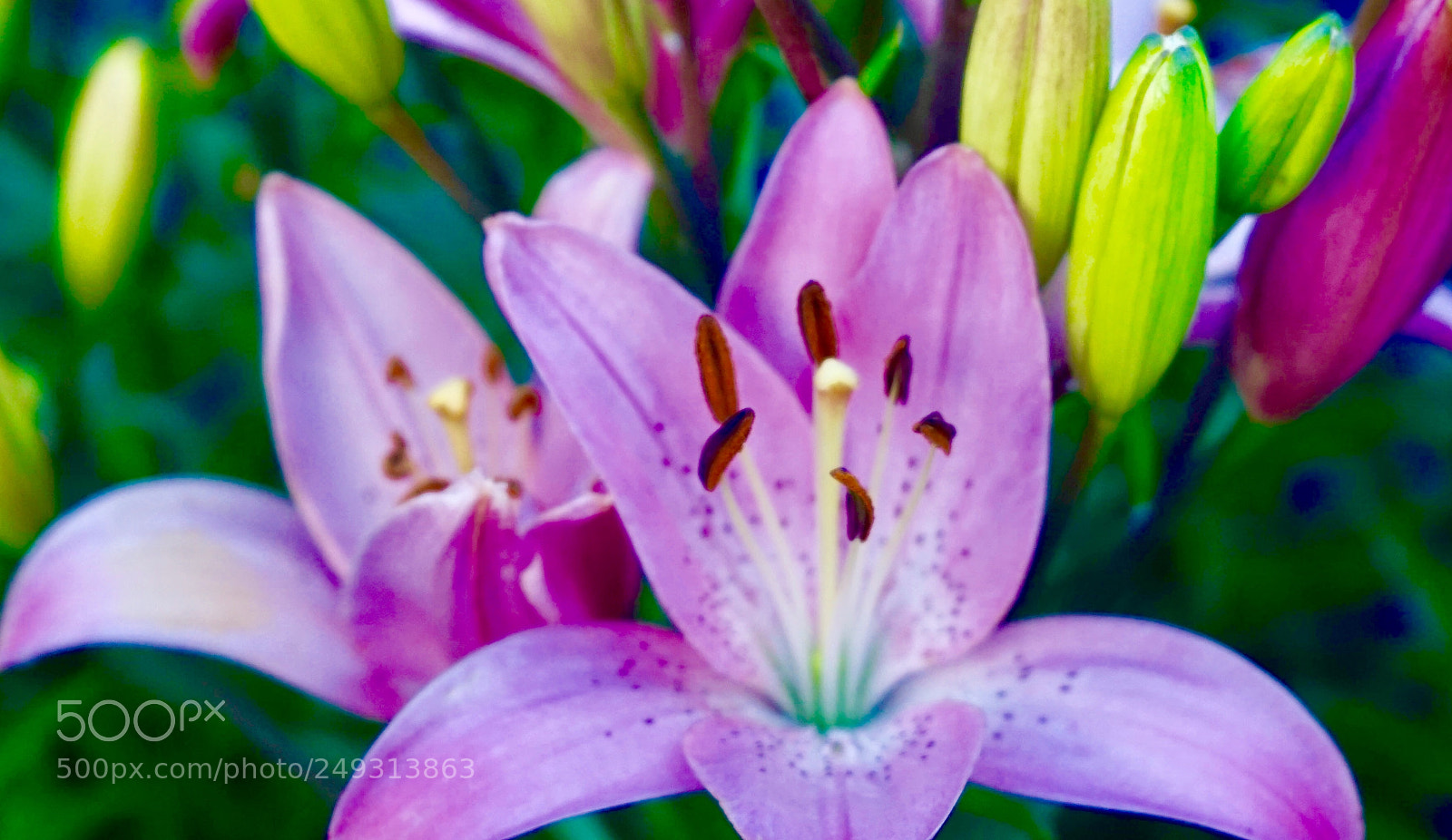 Sony a7 sample photo. Floral photography