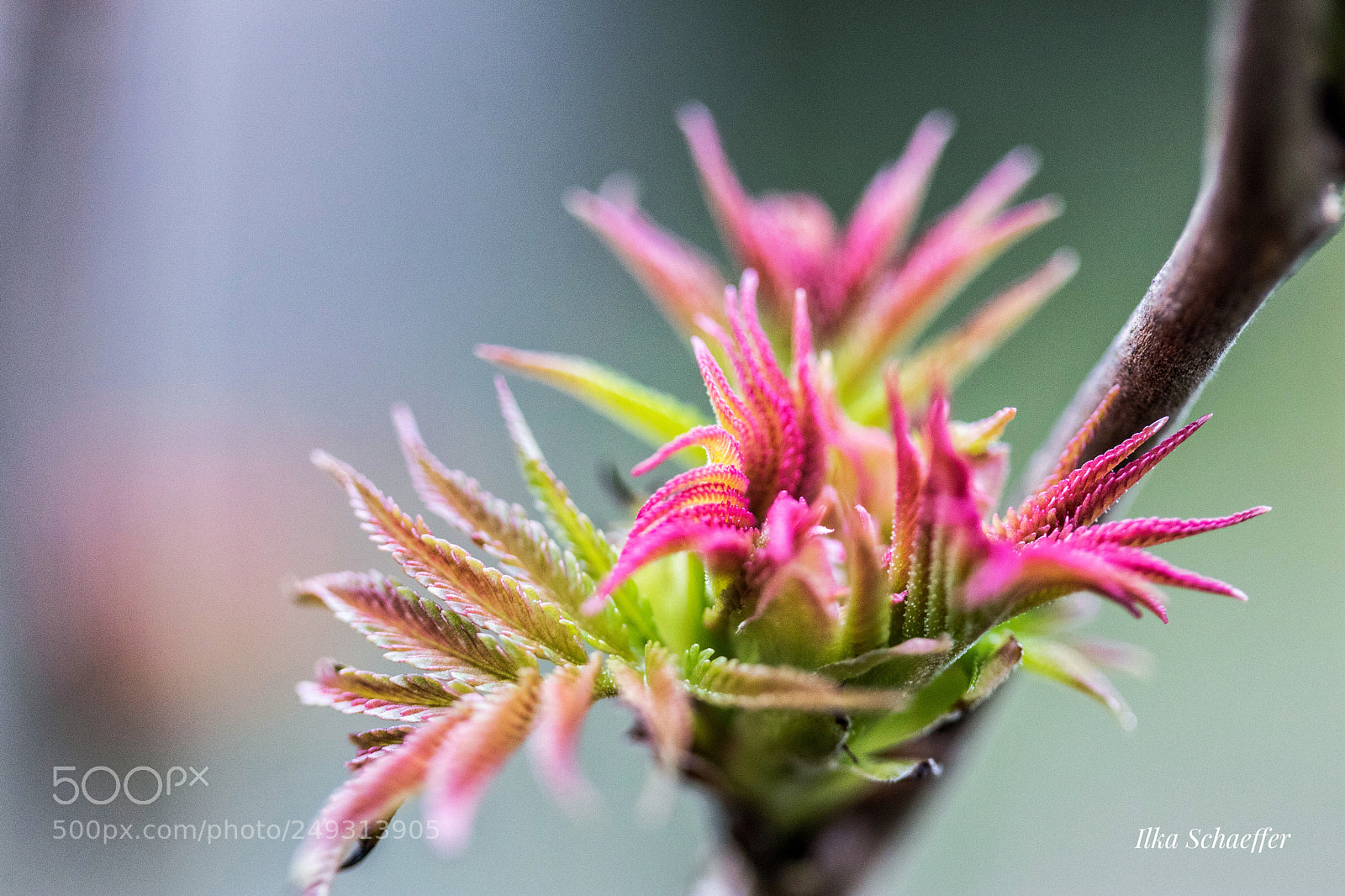 Canon EOS 80D sample photo. Der essigbaum treibt aus. photography