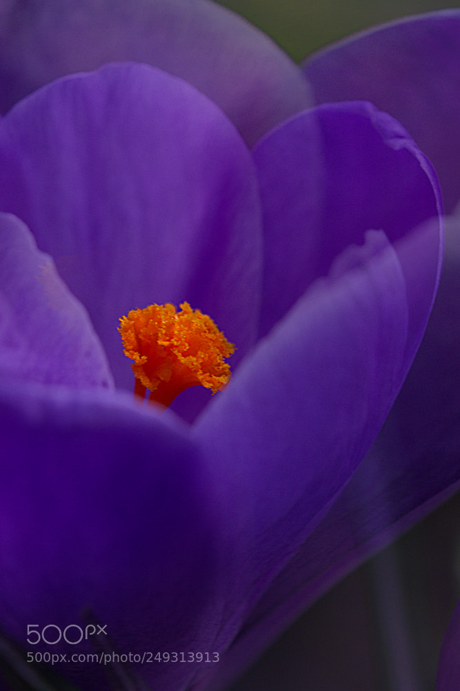 Canon EOS 7D sample photo. Tangerine dream photography
