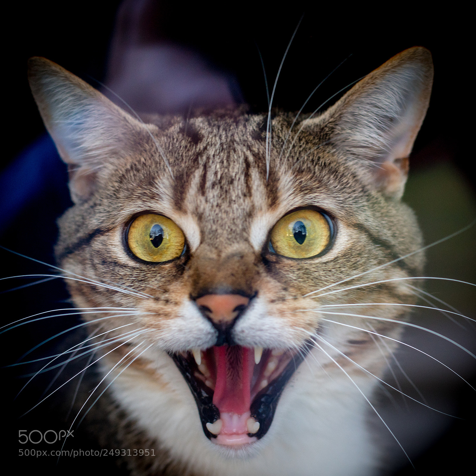 Nikon D500 sample photo. Cat warning! photography