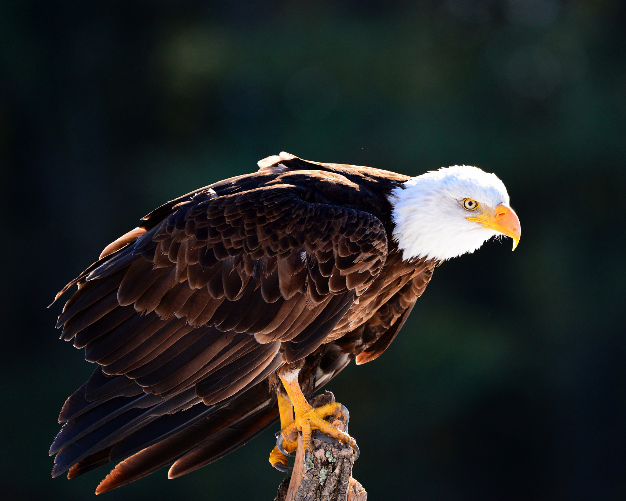 Sigma 150-600mm F5-6.3 DG OS HSM | C sample photo. Perched photography