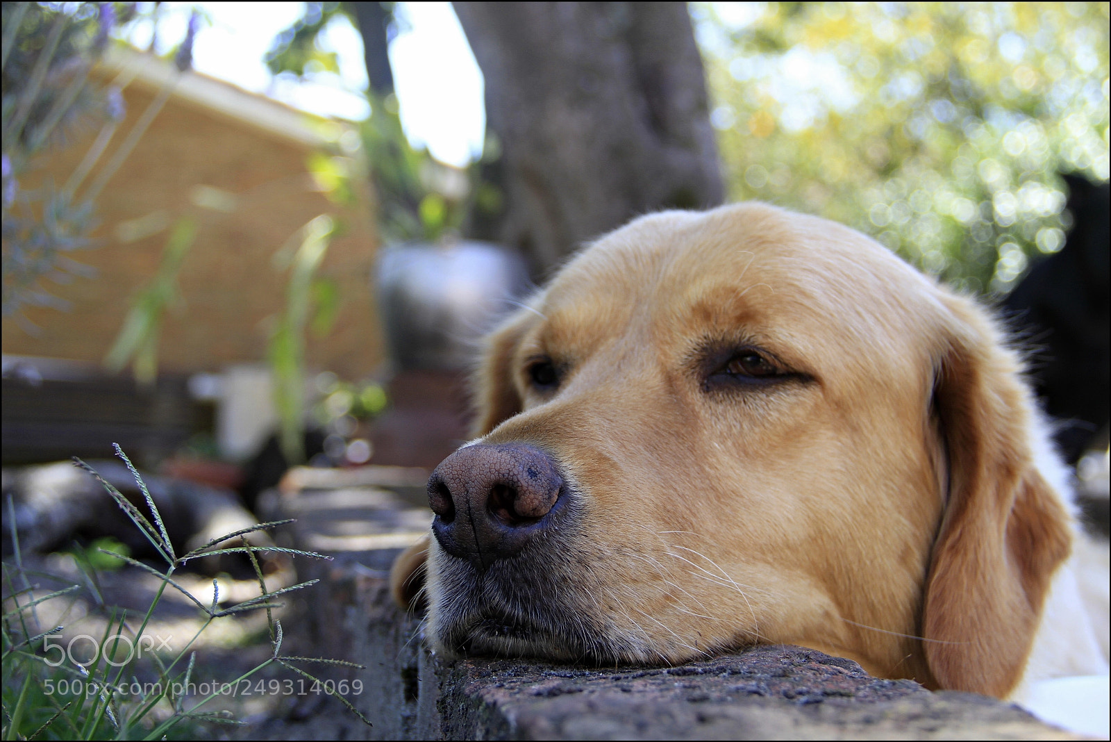Canon EF-S 18-135mm F3.5-5.6 IS sample photo. Manu y su melancol photography