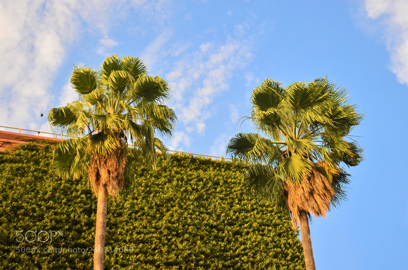 Nikon D5100 sample photo. Palms photography