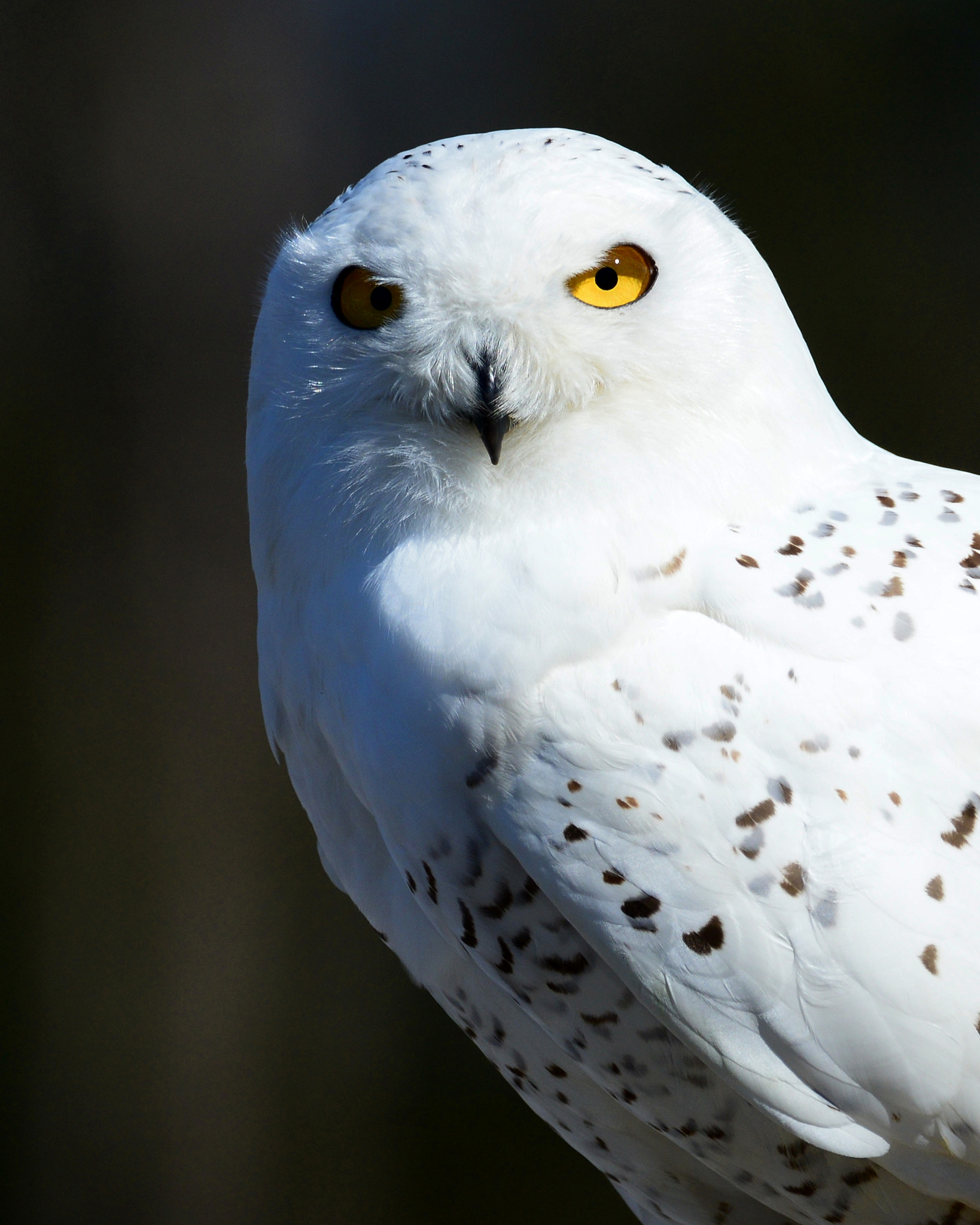 Nikon D600 + Sigma 150-600mm F5-6.3 DG OS HSM | C sample photo. Snowy eyes photography