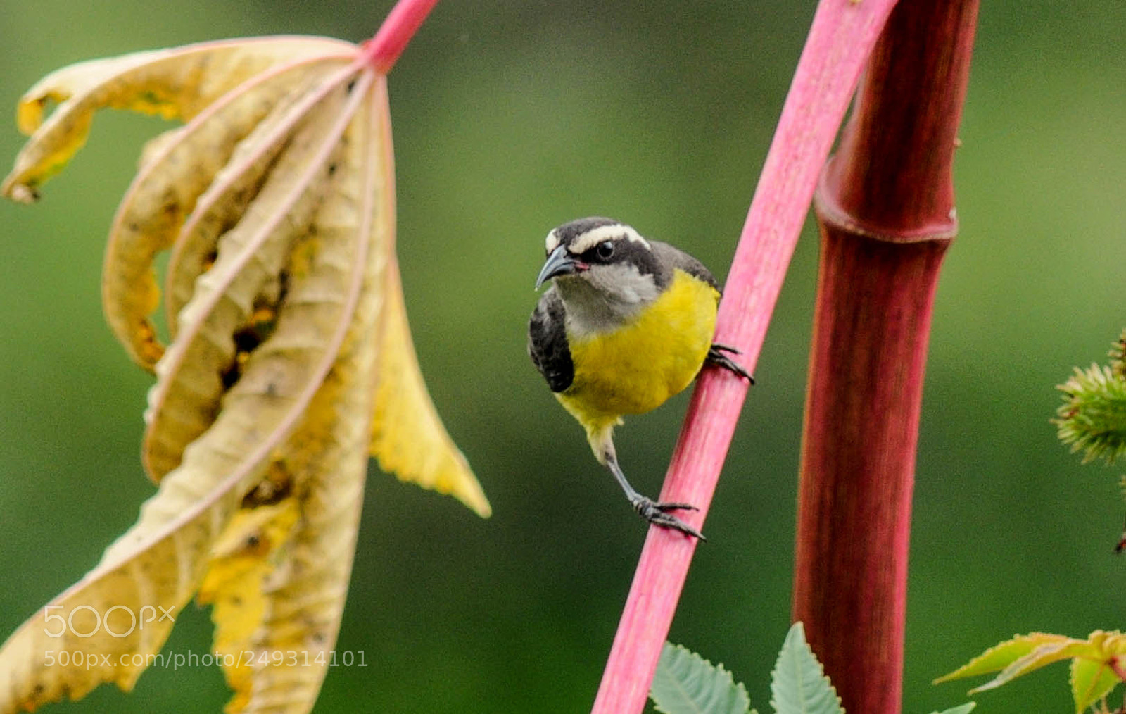 Nikon D5000 sample photo. Cambacica (coereba flaveola) photography
