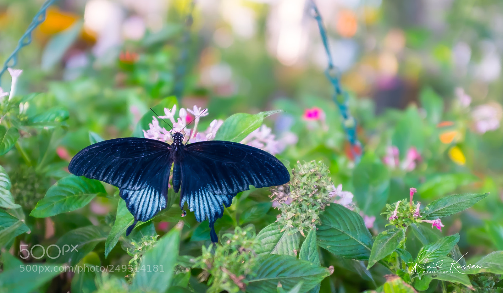 Fujifilm X100S sample photo. Miracle garden butterfly 3 photography