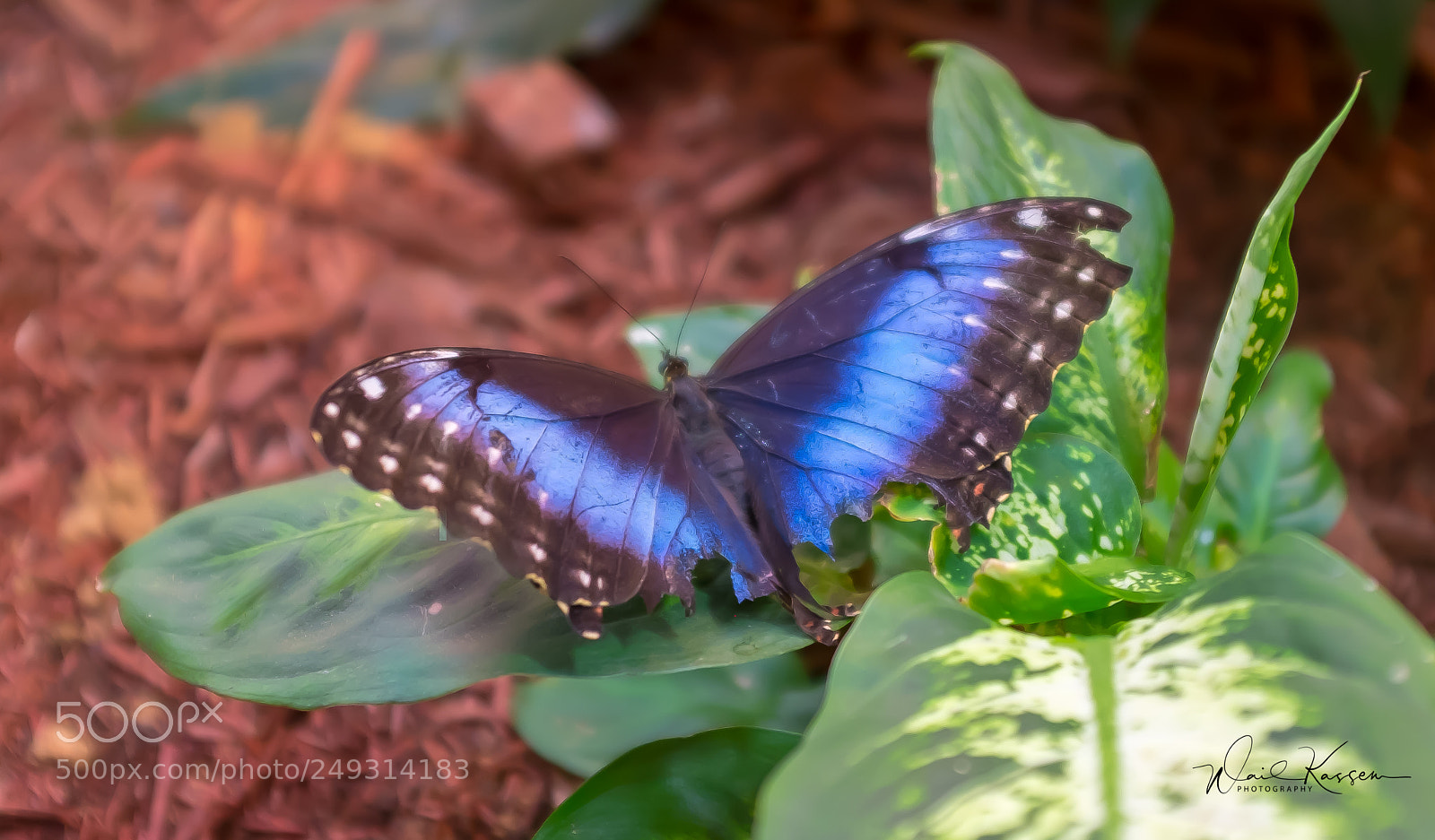 Fujifilm X100S sample photo. Miracle garden butterfly 2 photography