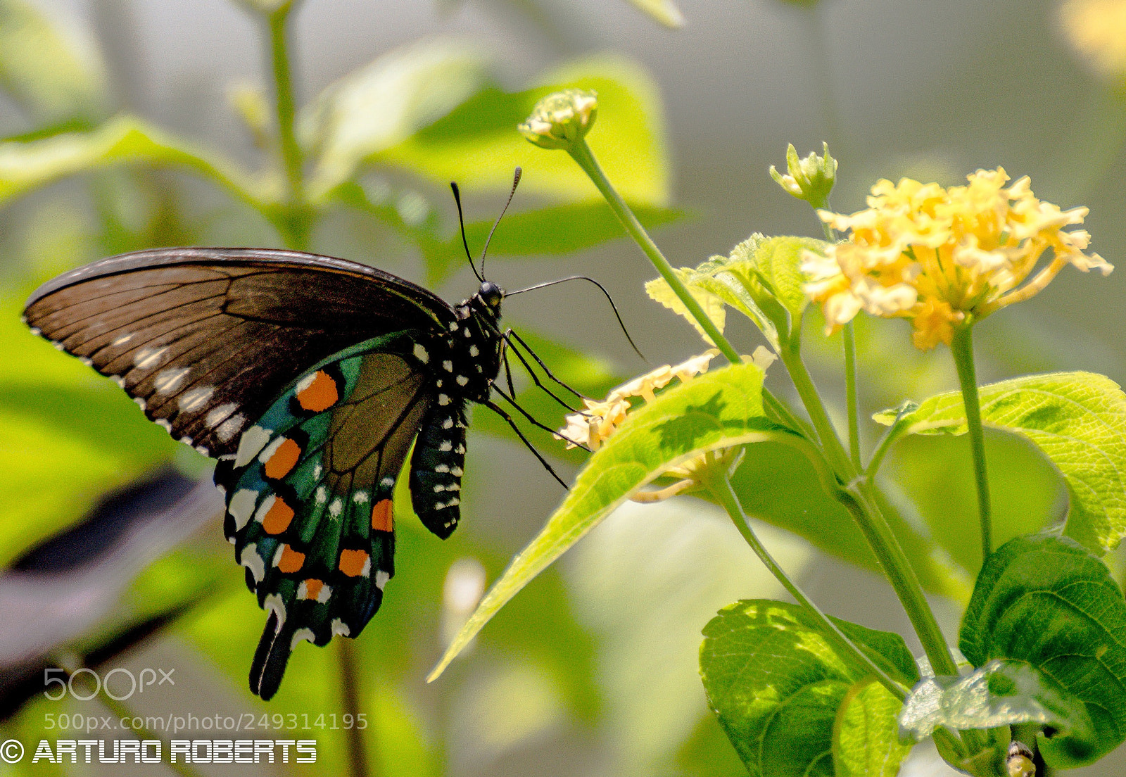 Nikon D5500 sample photo. Butterfly 8 photography