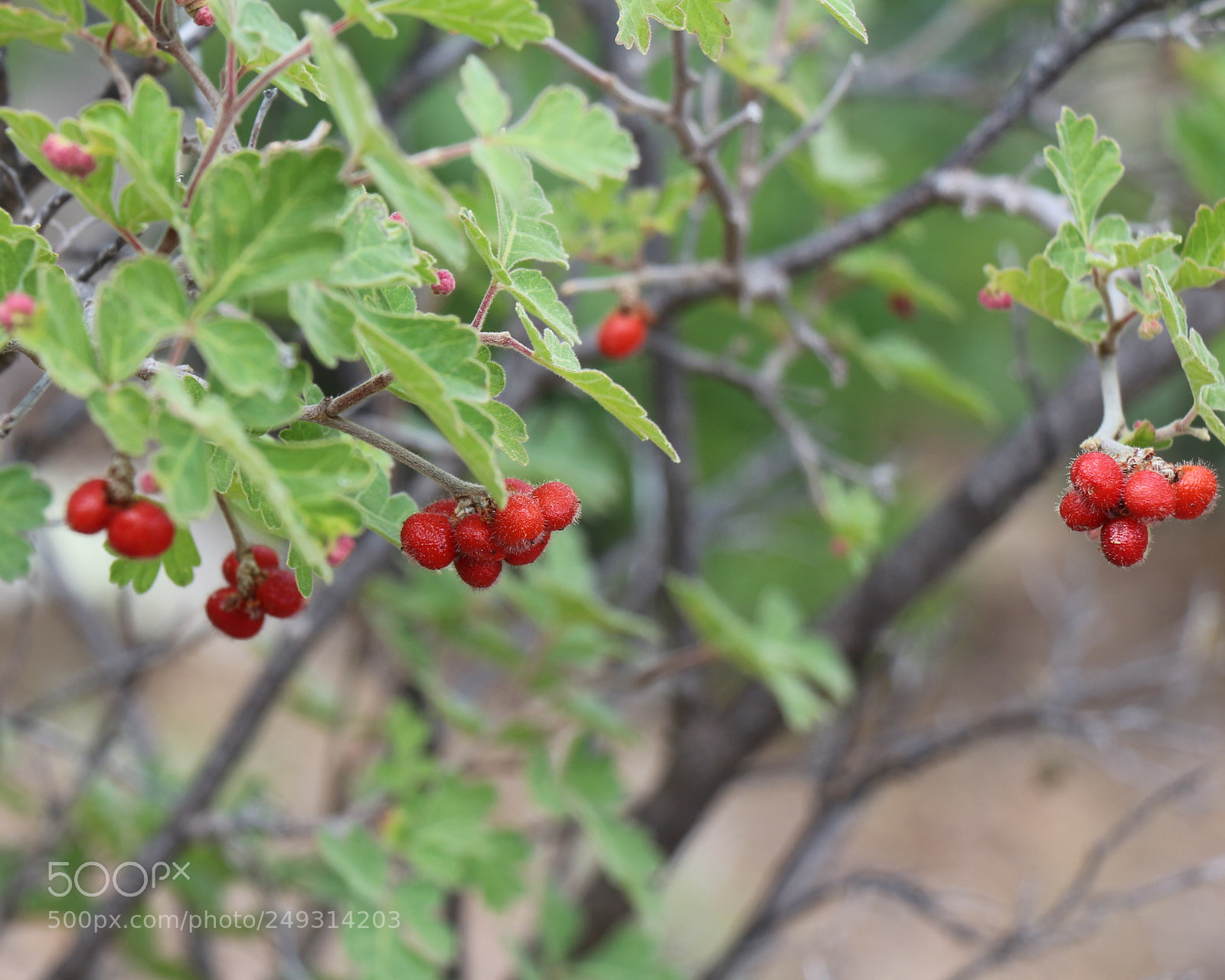 Canon EOS 700D (EOS Rebel T5i / EOS Kiss X7i) sample photo. First summer fruits photography